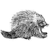 Porcupine